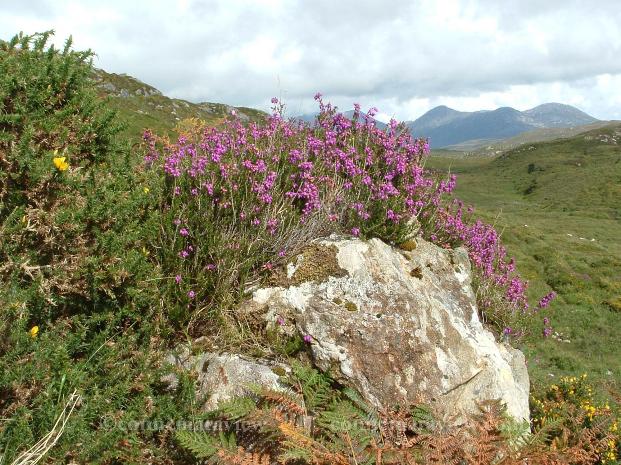 Errismore House Clifden Exteriér fotografie